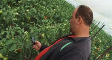 Земјоделци ќе продаваат пиперки и домати преку СМС!
