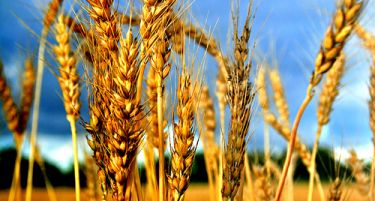 Руската пченица бележи рекордно висока цена