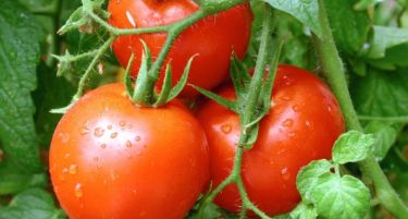 Македонските домати со дампинг ги погодија земјоделците од Сандански и Петрич