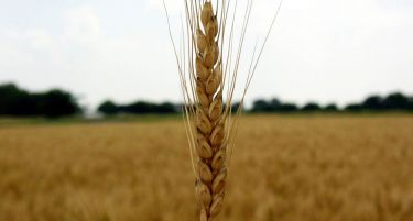 Србија засеа 25% повеќе пченица од лани