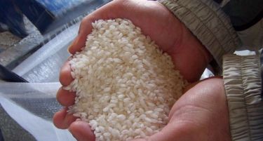 Оризопроизводителите од Кочанско задоволни од владините мерки за субвенционирање