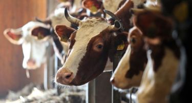 УДАР: Русија го забрани увозот на млеко и млечни производи од Украина