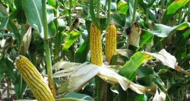 УСАИД ќе го модернизира производството на пченка во североисточна Македонија