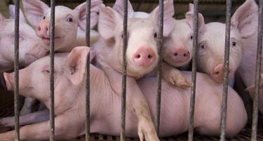 Африканска свинска чума потврдена во Србија