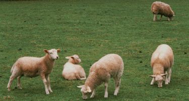 Бројката на овци паѓа, одгледувачите бараат помош од државата