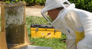 EУ забранува пестициди, се штитат пчелите