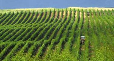 Лозарите од „Агротиквешија” ја подржаа одлуката за одземање на лиценците на винарски визби