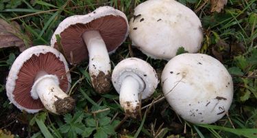 Центри за откуп на билки и печурки ќе се отворат во Полог