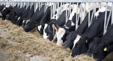 До 15 јуни барања за субвенции на млекопроизводителите