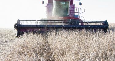 Откупната цена на пченицата проблем и во Македонија и во Србија