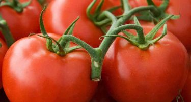 Србија забрани увоз на македонски домати?!