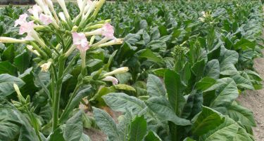 Струмичките земјоделци, раноградинарството го заменуваат со тутунопроизводство