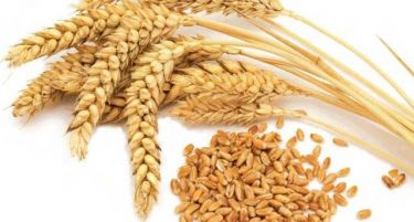 Минимална откупна цена од 12 денари за килограм пченица бараат земјоделците