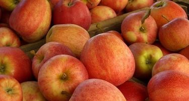 ПЛАСМАН НЕМА: Кому овоштарите ќе ги донираат јаболката?