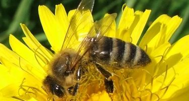 Хемиски средства го уништуваат пчеларството – се произведува мед со сомнителен состав