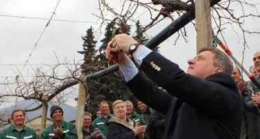 Почна закројувањето на лозите – претседателот Иванов прв на лозје!