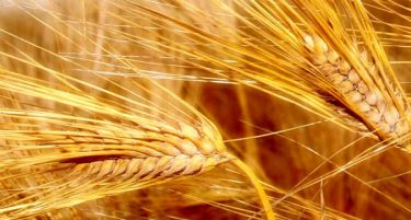 Скок на цената на пченицата на светските берзи, дали македонскиот пазар е во опасност?