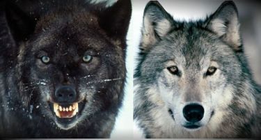 Мудрост: Приказната за двата волка кои се борат во нашата душа