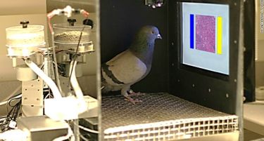 (ВИДЕО) НОВО ОТКРИТИЕ: Гулабите можат да детектираат рак