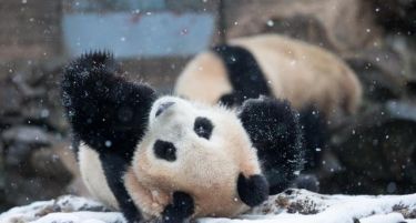 Се бараат лица за мазење на панди, годишна плата 28.000 €
