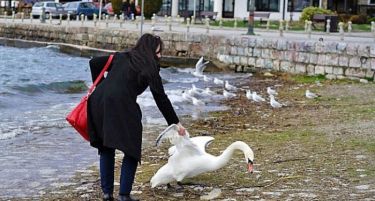(ФОТО) Убила лебед во Охрид, за да направи селфи