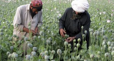 Веселба во Авганистан за богатата жетва  на афион
