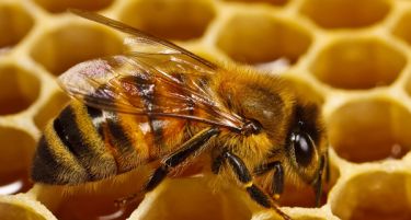 ПРВА ВО СВЕТОТ: Франција забрани употреба на пестициди кои се штетни за пчелите