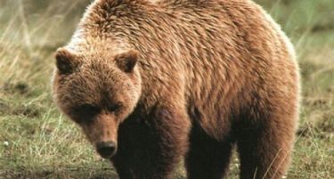 Усмртил мечка на патот Тетово - Скопје, возачот заврши во болница