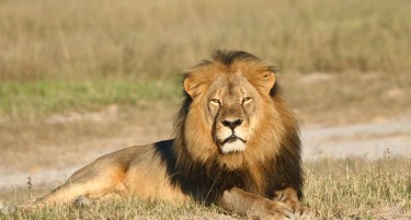 (ВИДЕО) Лав нападна човек во Сафари