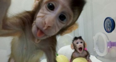 Клонирани мајмуни први на листата: Научни настани по кои ќе ја памтиме 2018
