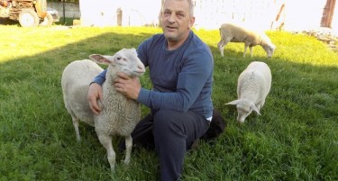 TOJ Е ПРВ САЈБЕР ПАСТИР: Живее во Австрија, а овците ги чува преку камери