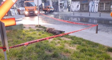 Дива свиња настрада среде Белград
