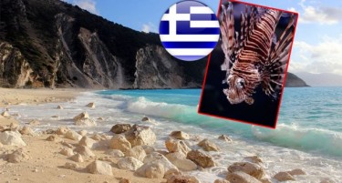 ВНИМАВАЈТЕ: Oтровна риба каснала Србинка во Грција