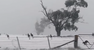 (ВИДЕО) АВСТРАЛИЈА ПОД СНЕГ: Што се случува со кенгурите на вакво време?