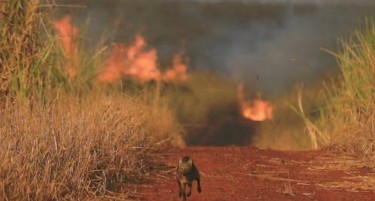 (ФОТО) Горат „БЕЛИТЕ ДРОБОВИ“ на планетата земја: Рекорден број на пожари во Амазон