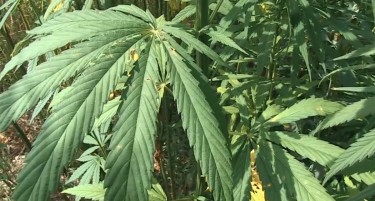 ВРЕДИ ПОВЕЌЕ ОД ДВА МИЛИОНИ ЕВРА - Во Словенија откриена плантажа со марихуана