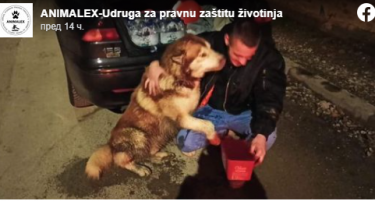 ТРОГАТЕЛНО: ПО ОСУМ ЧАСА АГОНИЈА - едно куче во Петриња си го најде својот сопственик