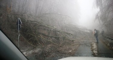 Дрво паднало врз далекувод: Дебар остана без струја