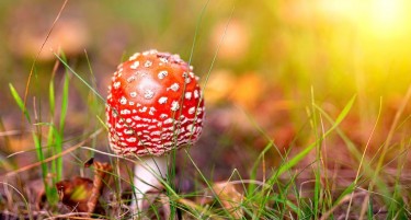 Печуркарите советуваат граѓаните да не експериментираат затоа што секоја печурка има двојник