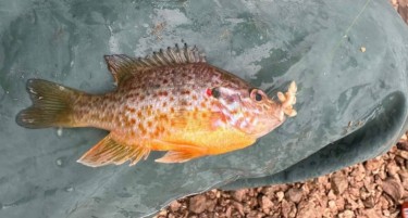 Од Дебарското Езеро за првпат е извлечена риба сончарка