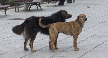 Муцунски: Ако не се превземе нешто со уличните кучиња, нема да даваме повеќе пари за „Лајка“