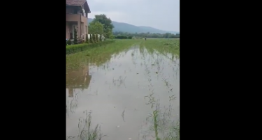 Вардар се излеа во Општина Јегуновце, поплавени куќи во Раотинце
