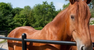ВРАБОТЕНИТЕ ВО ЗОО ГО КРЕНАА ГЛАСОТ: Револтирани заради отруените коњи, бараат казни за трујачите