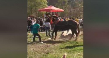 Активисти предупредуваат дека на беровската „Штрапаријада“ ќе се измачуваат коњи