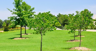НИСКИТЕ ТЕМПЕРАТУРИ НАПРАВИЈА НЕВИДЕНИ ШТЕТИ: Премрзнаа овошните дрвца во Росоман