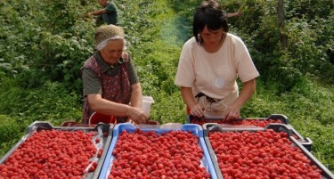 ЛАНИ СИТЕ ОДЕА ДА БЕРАТ МАЛИНИ ВО СРБИЈА: Годинава производителите ќе мора да плаќаат повеќе ако сакаат работници