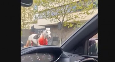 НЕКОЛКУ ЛИЦА ПОВРЕДЕНИ ВО „ЧУДЕН“ ИНЦИДЕНТ ВО ЛОНДОН: Избегани армиски коњи трчаа низ центарот на Лондон (ВИДEО)