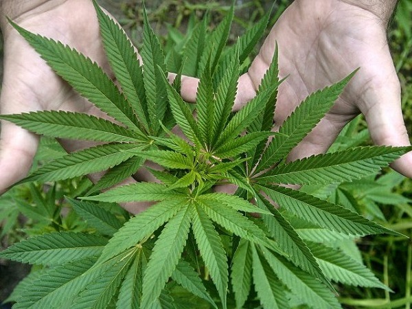 Алкалоид марихуана выращивание конопли и закон