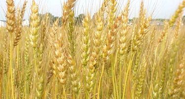 ЕКСКЛУЗИВНО:Владата продава пченица од стоковите резерви за да спречи поскапување на лебот