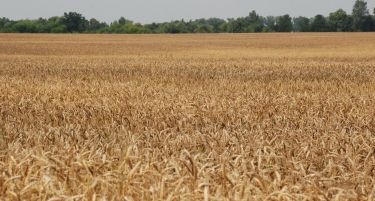 Украина забранува извоз на пченица